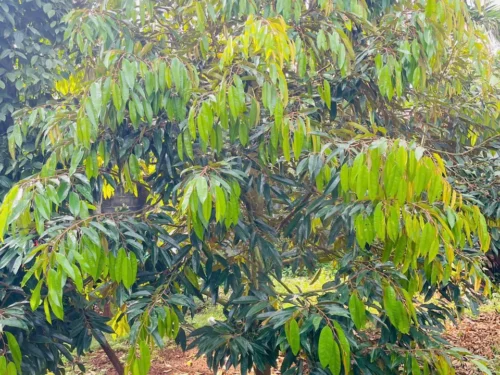 23. Bán 2 Sào Sầu Riêng Đường KA9 – Sau UBND Phường Tân An Mới – Giá 4.2 tỷ